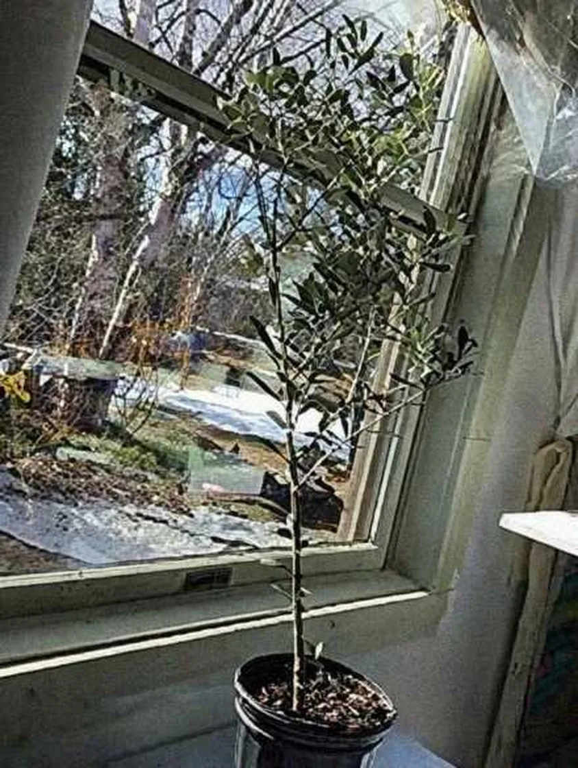 Grok Imagine + Blur/Noise/Compression