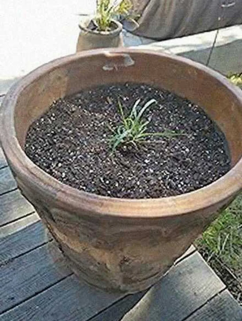 Grok Imagine + Blur/Noise/Compression